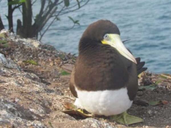 Aves marinhas ingerem quantidades consideráveis de poluentes, alguns proibidos há décadas