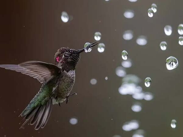 Darwin, temos um problema: um ato humano de “boa fé” está forçando os beija-flores a evoluírem