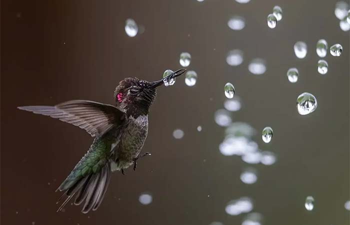 Darwin, temos um problema: um ato humano de “boa fé” está forçando os beija-flores a evoluírem