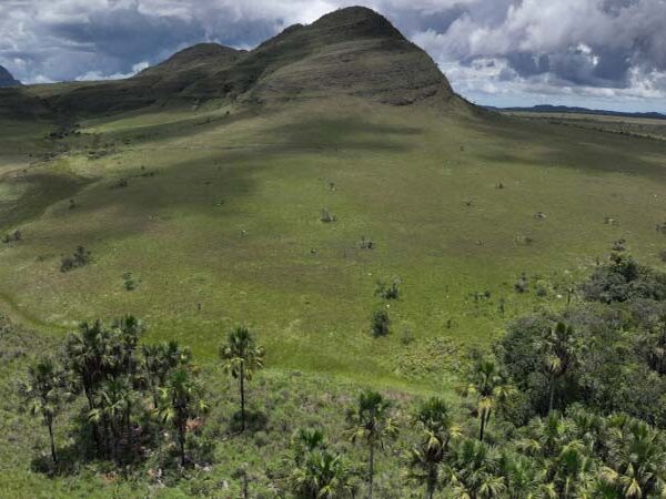 Pesquisa mostra que áreas úmidas do Cerrado armazenam mais carbono do que florestas na Amazônia
