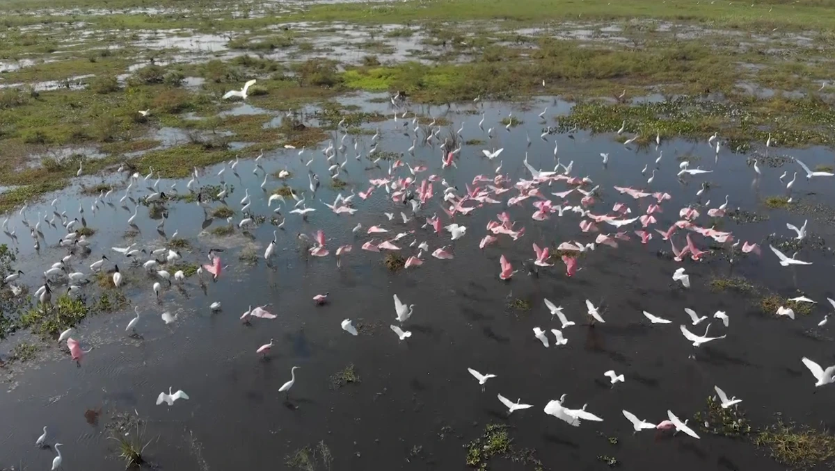 Qual a importância do Pantanal para as espécies migratórias?