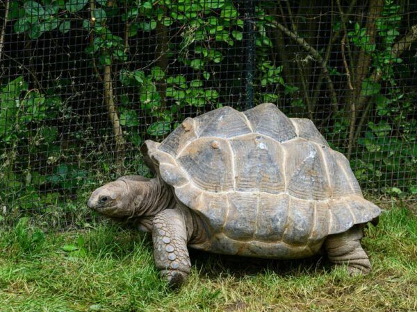 Gigantes perdidos de Galápagos recuperam sua ilha e revitalizam um mar frágil.