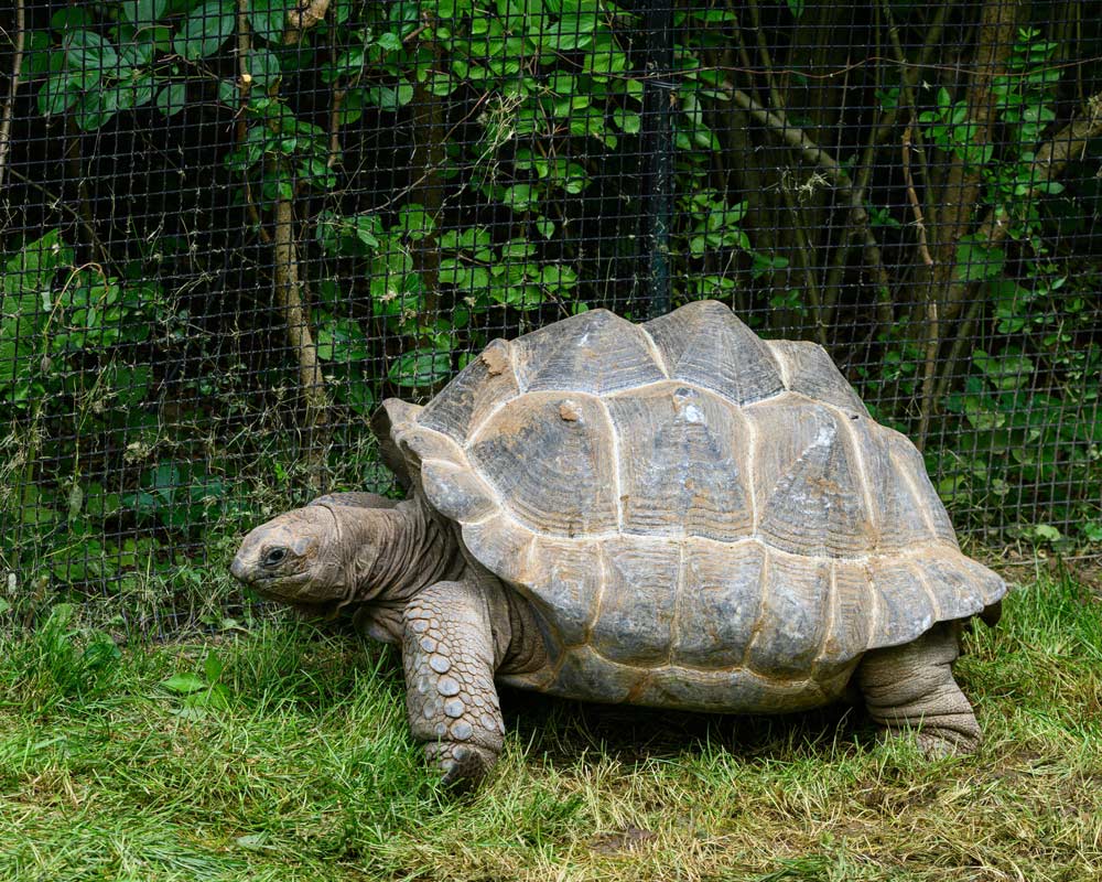 Gigantes perdidos de Galápagos recuperam sua ilha e revitalizam um mar frágil.