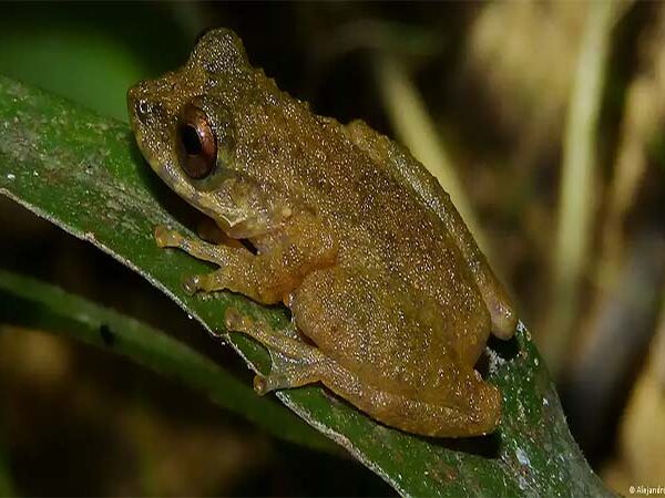 Descoberta de nova perereca em MG acende alerta ambiental