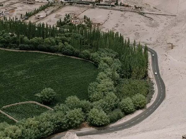 A China plantou milhões de árvores para frear o deserto, mas cometeu um erro de cálculo: a floresta começou a ‘beber’ a água das pessoas