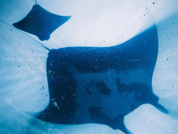 85 nações se unem para proteger tubarões e raias do comércio global.