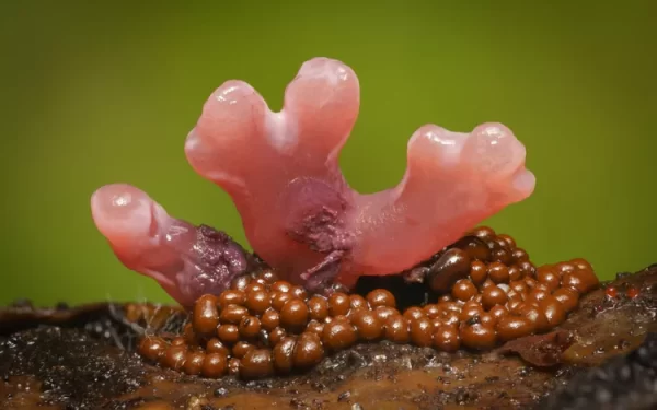 Fotografias macro deslumbrantes revelam a magia de minúsculos fungos e bolores mucilaginosos.