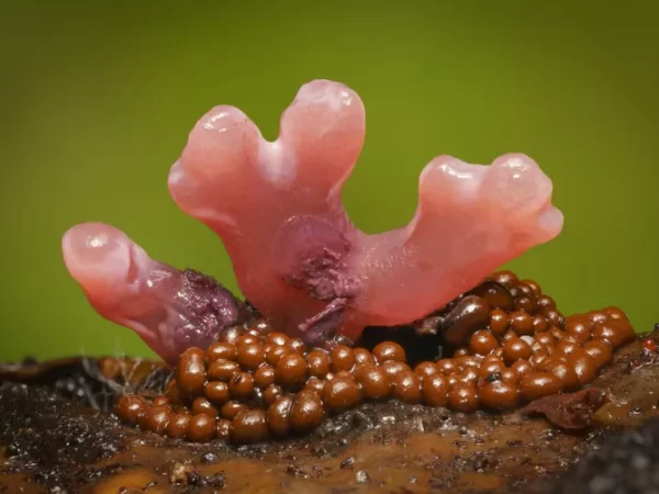 Fotografias macro deslumbrantes revelam a magia de minúsculos fungos e bolores mucilaginosos.