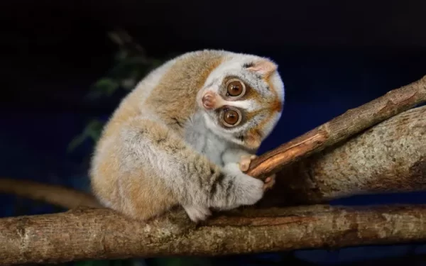 Os 8 animais mais lentos do mundo