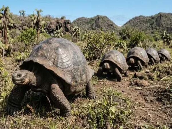 Mais de 1.500 tartarugas-gigantes trazidas de volta para Galápagos estão derrubando arbustos, espalhando sementes e reiniciando processos ecológicos interrompidos