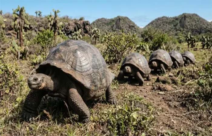 Mais de 1.500 tartarugas-gigantes trazidas de volta para Galápagos estão derrubando arbustos, espalhando sementes e reiniciando processos ecológicos interrompidos