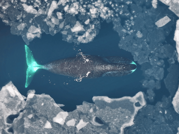 A caça intensiva de baleias no passado ameaça o futuro das baleias-da-groenlândia.