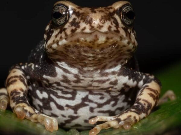 Três novas espécies de sapos pulam a fase de girino e dão à luz sapinhos vivos.