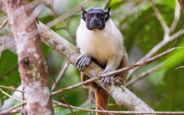 Amazonas é o estado brasileiro com maior número de primatas – veja o ranking!