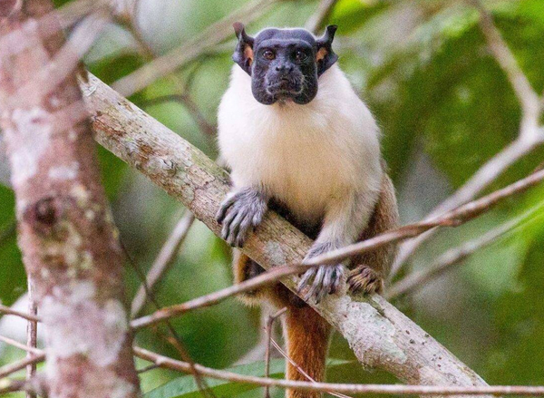 Amazonas é o estado brasileiro com maior número de primatas – veja o ranking!