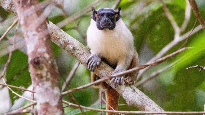 Amazonas é o estado brasileiro com maior número de primatas – veja o ranking!