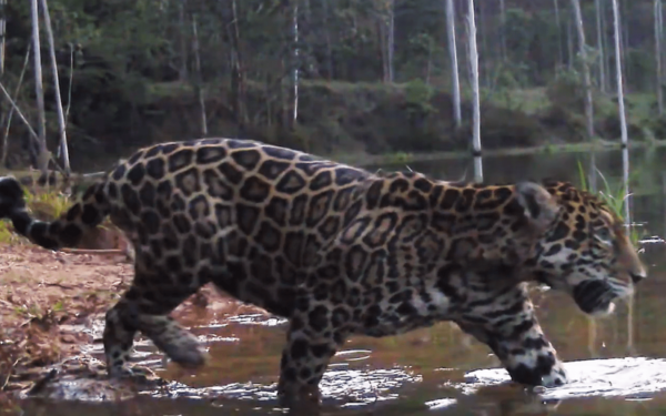Novas cenas reforçam o retorno das onças-pintadas ao Rio de Janeiro