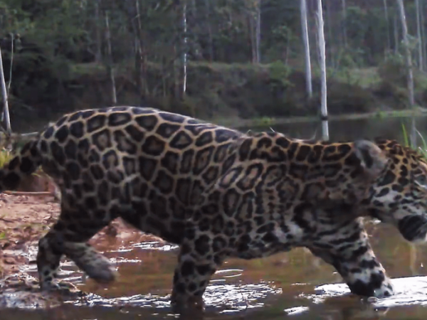 Novas cenas reforçam o retorno das onças-pintadas ao Rio de Janeiro