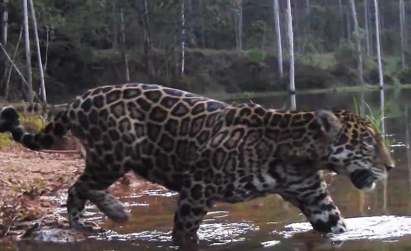 Novas cenas reforçam o retorno das onças-pintadas ao Rio de Janeiro