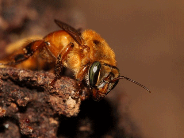 Como o colapso dos polinizadores passou a figurar entre as cinco maiores ameaças à segurança alimentar global — e por que o Brasil ainda não acordou para esse risco sistêmico