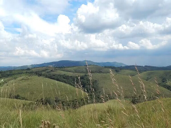 Campos naturais brasileiros resistem às adversidades e abrigam plantas centenárias