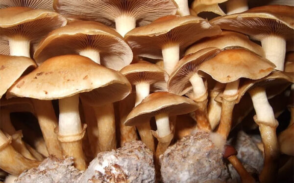 Cogumelo remove até 98,4% dos microplásticos da água