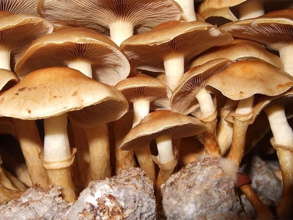 Cogumelo remove até 98,4% dos microplásticos da água