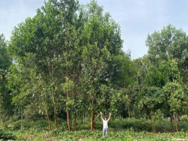 Fertilização do solo com ‘terra preta da Amazônia’ aumenta diâmetro de árvore em até 88%