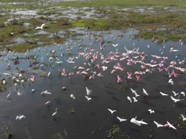 Qual a importância do Pantanal para as espécies migratórias?