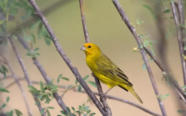 Poluição sonora: impacto ambiental e o que você pode fazer.