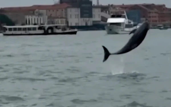 Mimmo, o golfinho, enfrenta riscos crescentes na lagoa de Veneza.