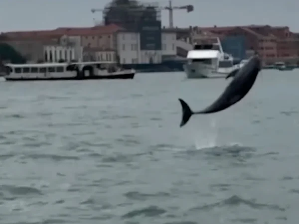 Mimmo, o golfinho, enfrenta riscos crescentes na lagoa de Veneza.