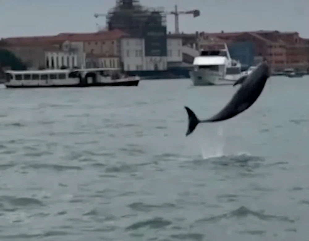 Mimmo, o golfinho, enfrenta riscos crescentes na lagoa de Veneza.