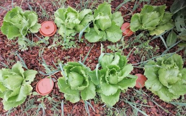 “Não é a gravidade que manda, é a planta”: a rega ancestral que pode poupar até 70% de água