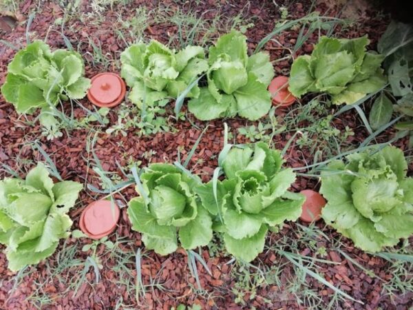 “Não é a gravidade que manda, é a planta”: a rega ancestral que pode poupar até 70% de água