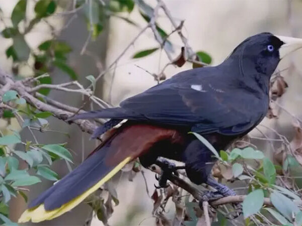 Calor extremo reduziu em até um terço populações de aves em regiões tropicais, diz pesquisa