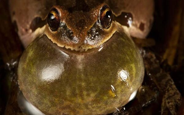 A curiosa relação entre o canto dos sapos para acasalar e a previsão do tempo