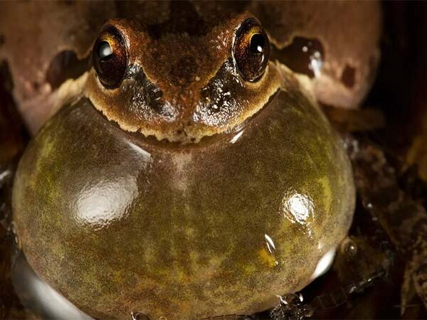 A curiosa relação entre o canto dos sapos para acasalar e a previsão do tempo