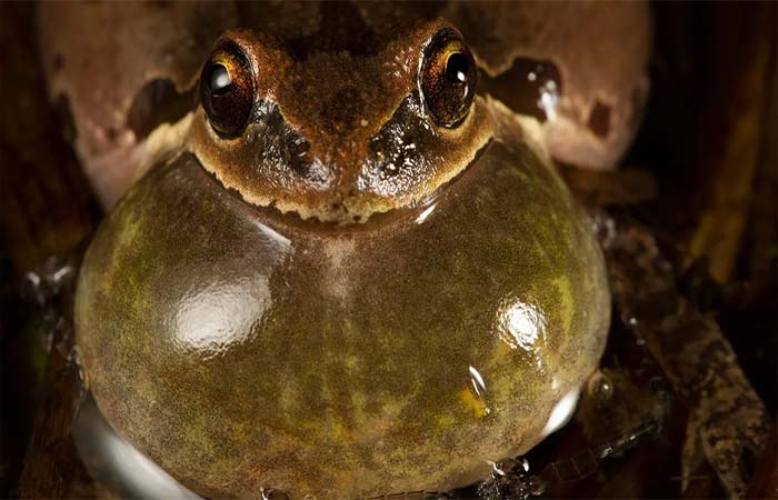 A curiosa relação entre o canto dos sapos para acasalar e a previsão do tempo
