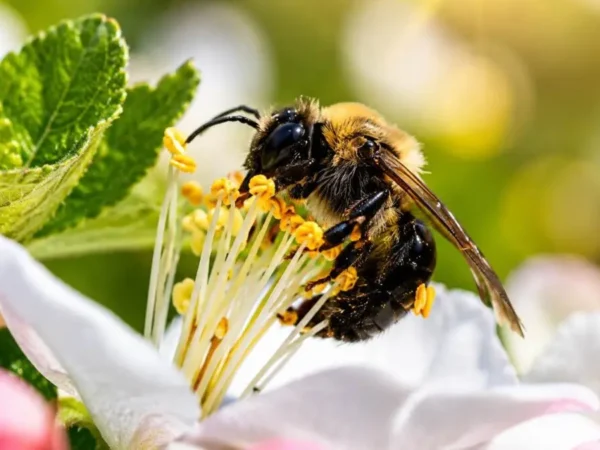 Cemitério em NY abriga 5,5 milhões de abelhas Andrena regularis