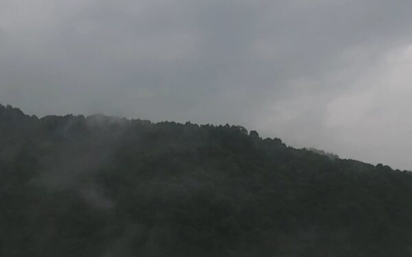 Uma floresta escondida pela neblina