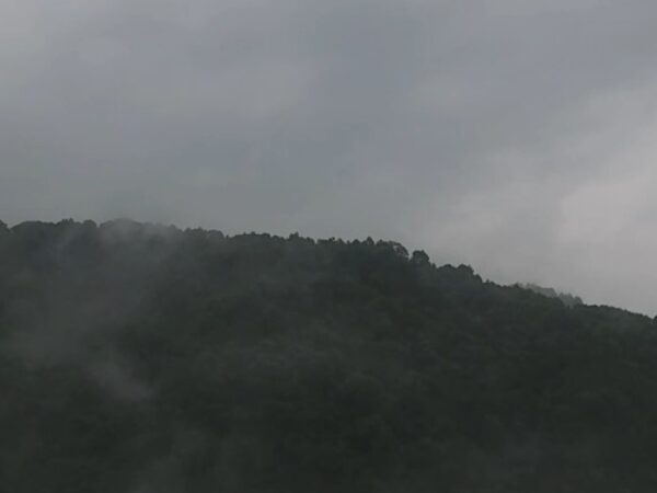 Uma floresta escondida pela neblina