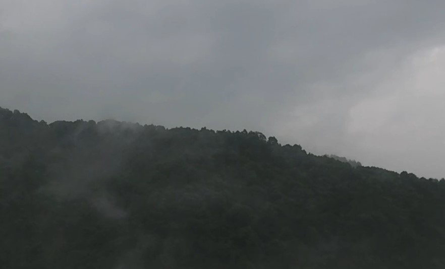 Uma floresta escondida pela neblina