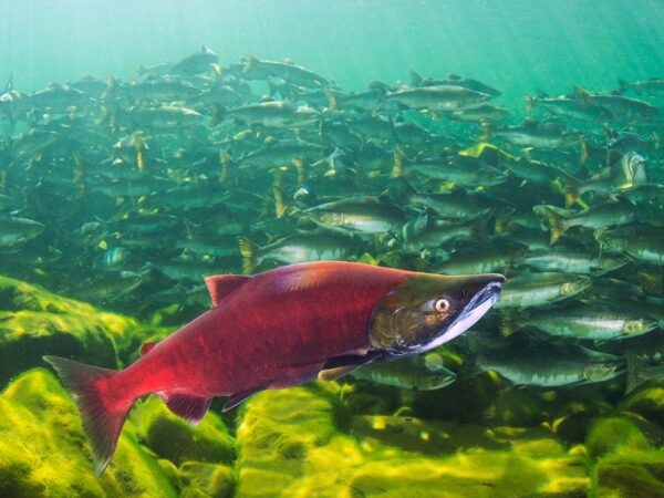 O Berçário –  Desvendando os segredos do habitat de uma das mais importantes áreas de pesca de salmão do planeta