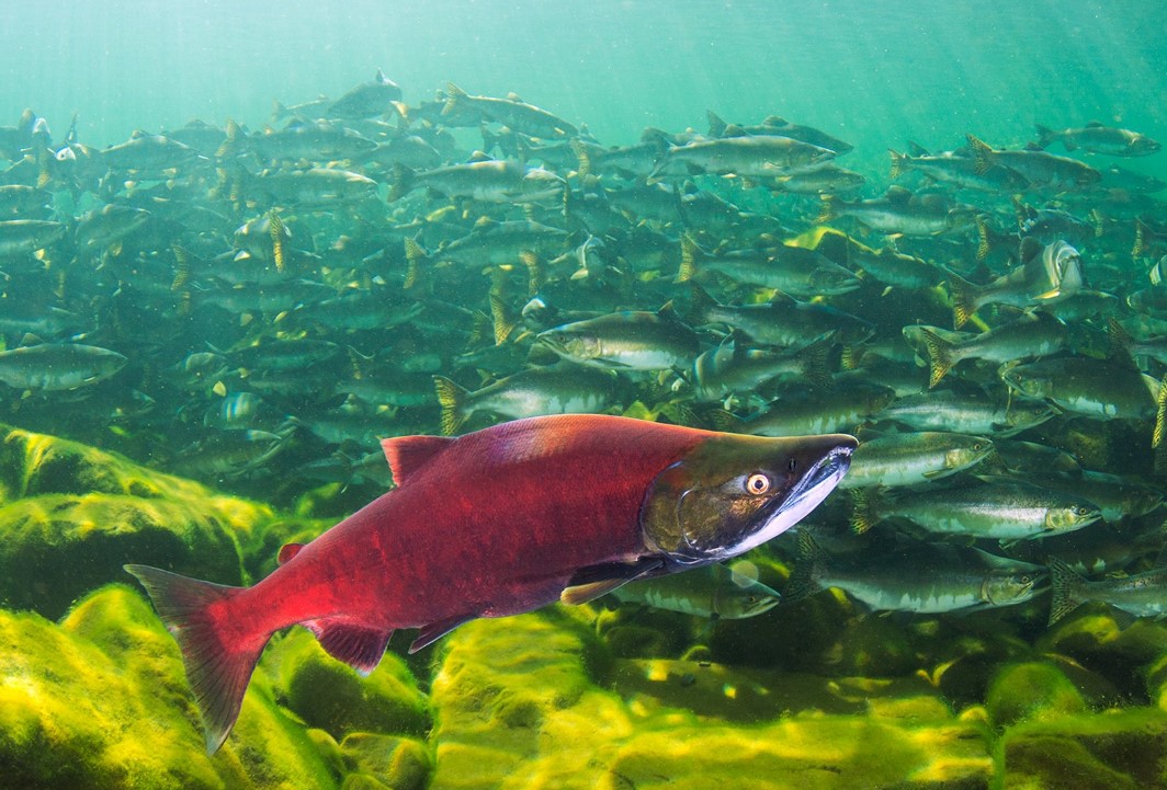 O Berçário –  Desvendando os segredos do habitat de uma das mais importantes áreas de pesca de salmão do planeta