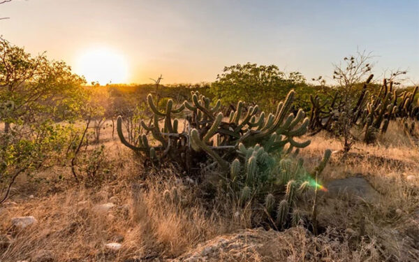 A Caatinga que aprende a resistir