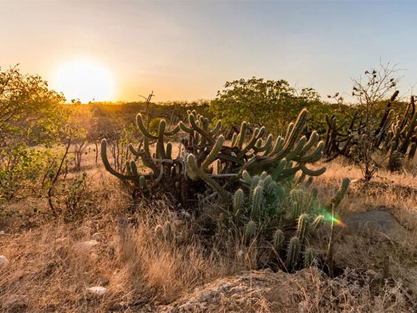 A Caatinga que aprende a resistir