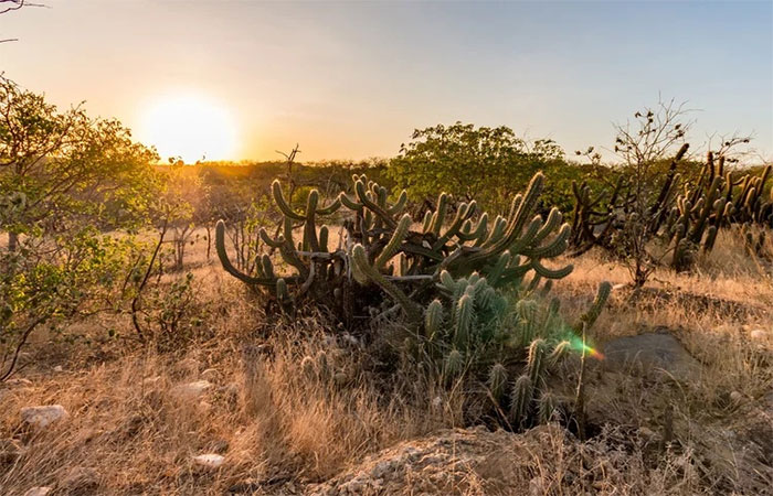 A Caatinga que aprende a resistir