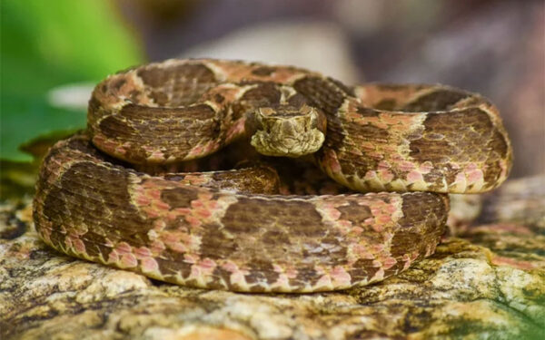Jararaca-da-seca, a cobra que fala ‘oxente’ e traduz a Caatinga