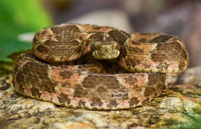 Jararaca-da-seca, a cobra que fala ‘oxente’ e traduz a Caatinga